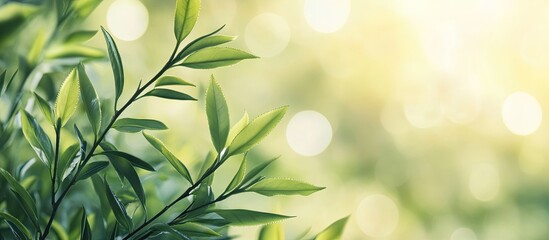 Poster - Blurred backdrop of young tea tree leaves on a sunny day. with copy space image. Place for adding text or design