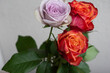 © 元木文佳 - 2色のバラ