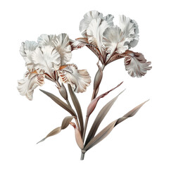 Wall Mural - Delicate white and brown iris flowers with leaves isolated on white background.