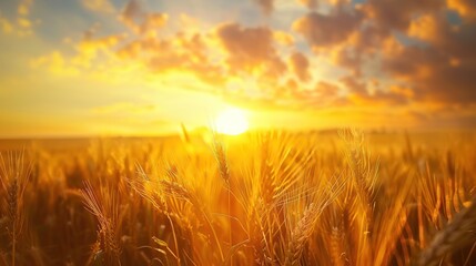 wheat field at sunset 