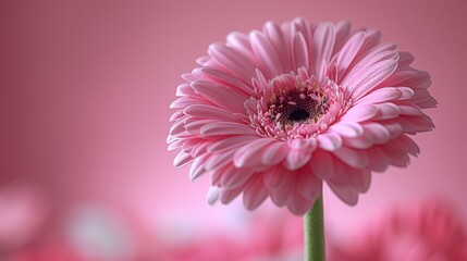 Wall Mural - Pink gerbera daisy blooming against a soft pink background, showcasing natural beauty in springtime