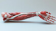 © medalinebow - 3D rendering of the human arm showing bones, muscles, and veins