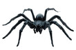 © Daniel - Fake rubber spider toy isolated over a white background. black spider toy isolated on a transparent background. Comic horror for Halloween.