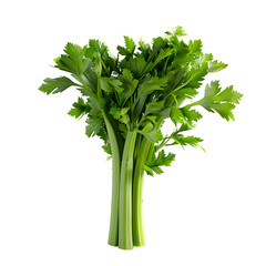 Canvas Print - fresh celery isolated over alpha background.