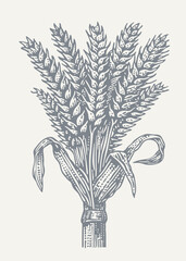 Wall Mural - Wheat Ears. Vintage woodcut engraving style vector illustration.