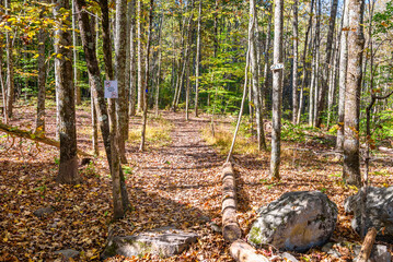 Wall Mural - Deserted footpath covered in fallen leaves through deciduous forest on a sunny autumn day