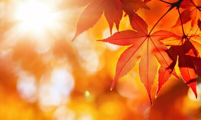 sunlit red maple leaves during autumn season, close-up