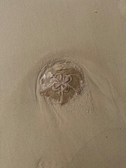 Jellyfish Washed Up on the Shore at Beach