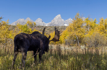 Canvas Print - Bull Moose in Autumn in Grand Teton National Park Wyoming