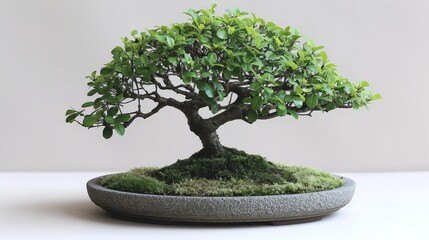 Wall Mural - Bonsai with smooth leaves and a compact shape, presented on a plain background to highlight its form