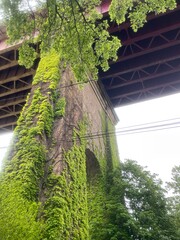 bridge with plants