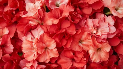 Poster - Aerial View of Symmetrical Red Alstroemerias Display Highlighting Geometric Patterns and Intricate Details in Bright Diffused Lighting, Creating a Soft and Textured Mood