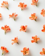 Poster - Evenly Spaced Red Alstroemerias on Soft White Background, Casting Soft Shadows in Bright, Calm Composition