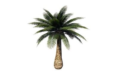 Palm trees are tropical plants that grow widely in various countries with characteristic leaves like coconut trees