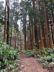 Redwood forest 