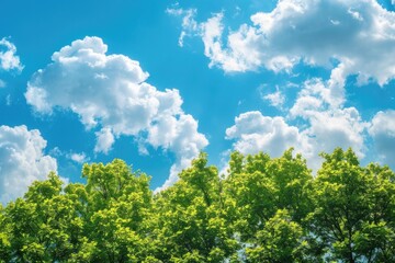 Wall Mural - Sky Line. Green Tree Top Over Blue Sky with Clouds, Summer Nature Landscape