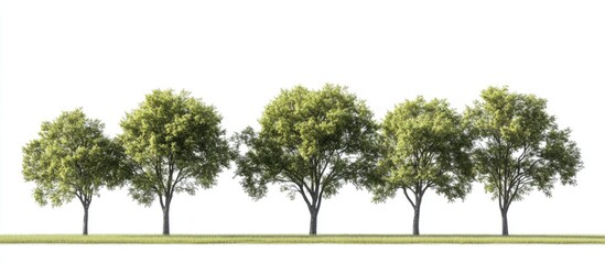 Poster - A group of green elm trees isolated against a white background symbolizes nature ecology conservation strength endurance force and life. with copy space image. Place for adding text or design