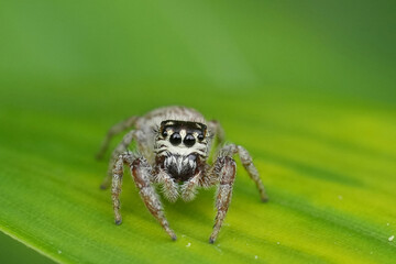 Closeup on a cute small European Mile End Jumping Spider, Macaroeris nidicolens in the garden