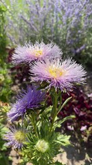 Wall Mural - Aster flowers in the garden, vertical video.