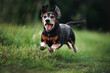 © otsphoto - happy old dachshund dog jumping on a gree field in summer