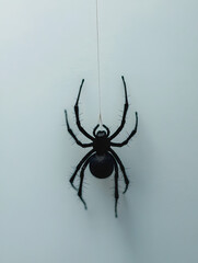Wall Mural - a black spider is hanging from string