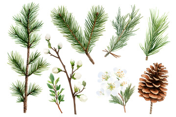 branch of pine, fir tree collection isolated on white collection