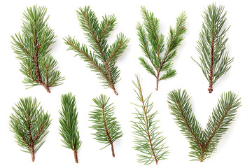 branch of pine, fir tree collection isolated on white collection