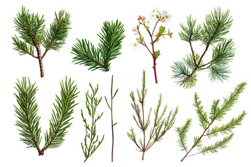 Branch of pine, fir tree collection isolated on white collection