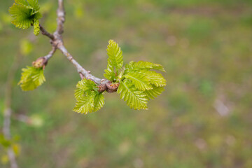 Wall Mural - Branches of trees and bushes with buds and first leaves in early spring