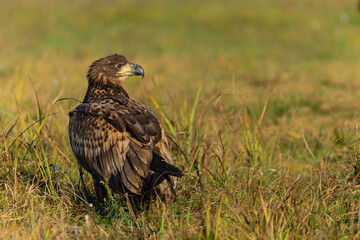 Canvas Print - White tailed eagles (Haliaeetus albicilla) searching for food in the early morning on a field in the forest in Poland. 