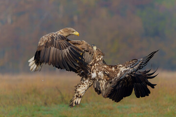 Sticker - Eagle battle. White tailed eagles (Haliaeetus albicilla) fighting for food on a field in the forest in Poland