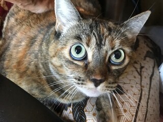 portrait of a cat