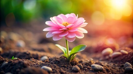 Poster - A delicate pink flower blossoms in the warm sunlight, surrounded by rich soil and stones. It symbolizes growth, resilience, beauty, and the promise of new beginnings.