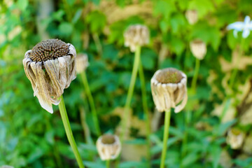 Wall Mural - Decaying and dead flower heads of Leucanthemum blooms
