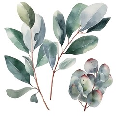 Wall Mural - Watercolor illustration of green leaves and buds.