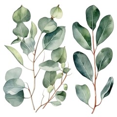 Wall Mural - Watercolor illustration of green leaves isolated on white background.