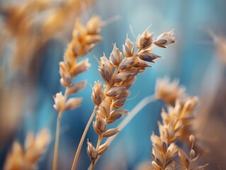 Sticker - Golden wheat field with grains close up, silo in background during harvest season.