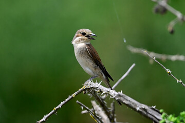 Sticker - junger Neuntöter // young Red-backed shrike (Lanius collurio) 