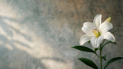 Canvas Print - White Tulip in Soft Natural Light Against a Blurred Background