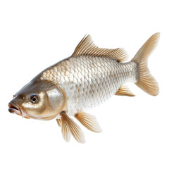 Grass Carp Closeup, showcasing the vibrant details of this freshwater fish, a member of the Cyprinidae family, known for its distinctive features and ecological significance.