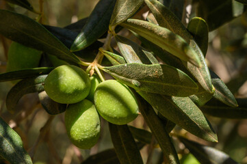 Wall Mural - Green olives on olive tree branch. Olive oil production. Fresh olives.