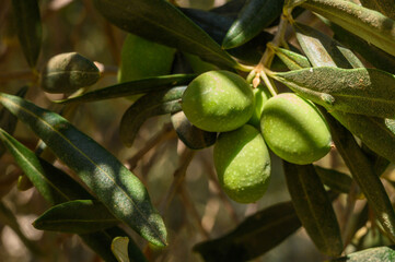 Poster - Fresh bio green olives in olives tree farm