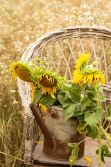 Wall Mural - Sunflowers in an old rusty watering can on an old wicker chair in a field.