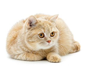 Aufkleber - A cat reclines on a white surface, its fur glistening in the light