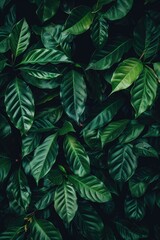 Poster - green leafy plant in focus, great for botanical or nature-themed uses