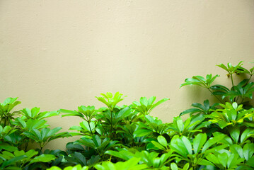 Details of natural green leaves in the outdoor garden, natural light, colorful green chlorophyll, organic space, gardening and details in the architectural area.