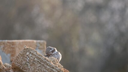 Wall Mural - Little owl in natural habitat Athene noctua. A bird on a beautiful background. Slow motion. Copy space.