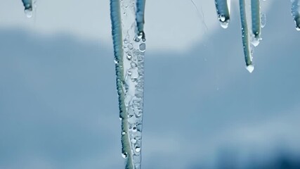 Poster - A slow zoom into a large of icicles each one releasing a constant stream of water that accumulates into a small pool on the ground.