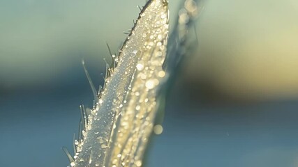 Aufkleber - A closeup of a frozen blade of grass with intricate ice crystals coating its surface capturing the magic of natures frozen creations.