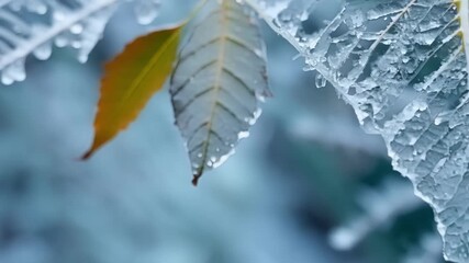 Aufkleber - As the camera captures the intricate patterns created by icicles the focus shifts to a single leaf entombed in its frozen prison.